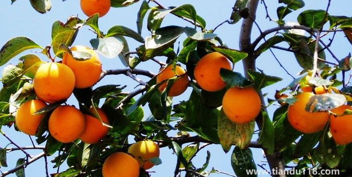 湖南邵陽這四種特產(chǎn)，遠近聞名，看看你吃過哪幾種？