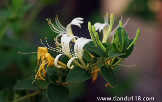 金銀花是蒸好還是不蒸好(金銀花蒸過(guò)和沒蒸過(guò)的效果哪個(gè)好)(圖2) 金銀花是蒸好還是不蒸好2