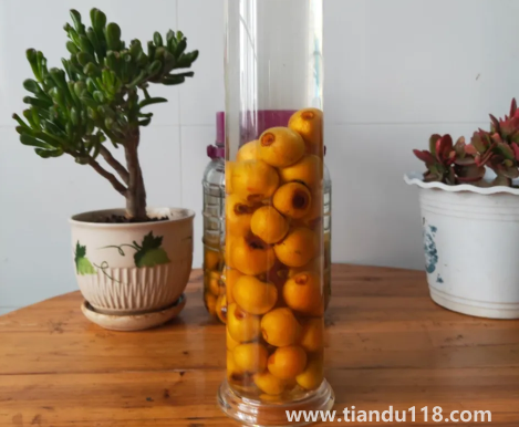 枇杷泡酒去皮好還是不去皮好(枇杷泡酒的制作方法匯總)(圖3) 枇杷泡酒去皮好還是不去皮好3