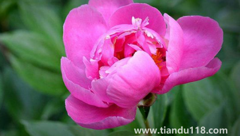 芍藥花骨朵幾天開花(芍藥花期一般開多長時間)(圖3) 芍藥花骨朵幾天開花3