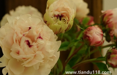 芍藥花骨朵幾天開花(芍藥花期一般開多長時間)(圖2) 芍藥花骨朵幾天開花2