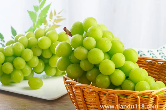 陽光玫瑰是晴王葡萄嗎（陽光玫瑰怎么挑選）