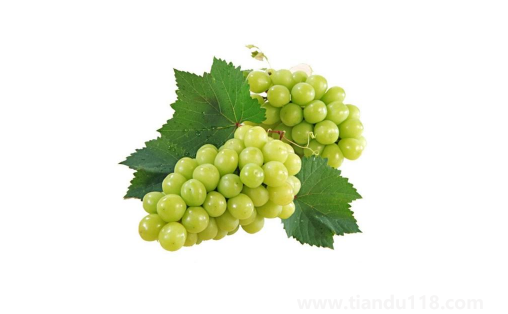 陽(yáng)光玫瑰葡萄是熱性還是涼性(陽(yáng)光玫瑰葡萄多少錢一斤)(圖3) 陽(yáng)光玫瑰葡萄是熱性還是涼性3