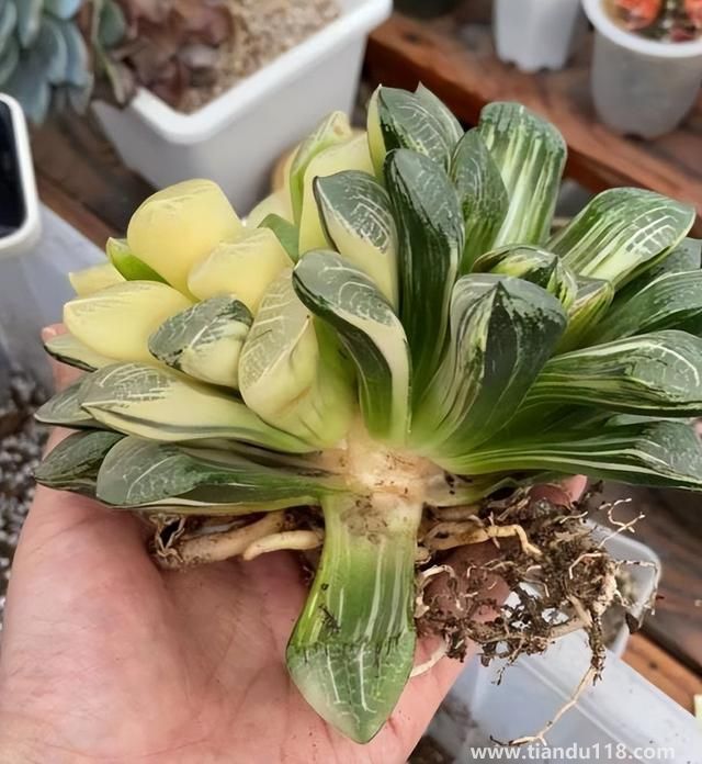 上海寶山一盆市價10萬多肉被偷(警方:已采取刑事措施)(圖3) 上海寶山一盆市價10萬多肉被偷(警方:已采取刑事措施)(圖3)