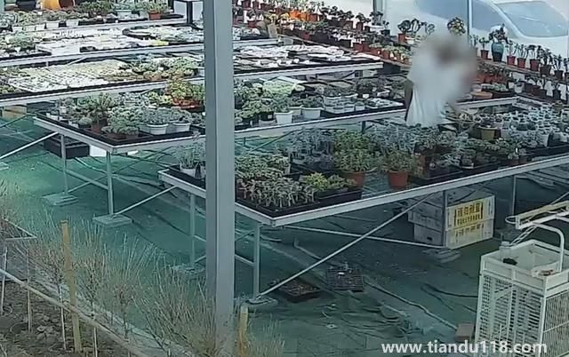 上海寶山一盆市價10萬多肉被偷(警方:已采取刑事措施)(圖2) 上海寶山一盆市價10萬多肉被偷(警方:已采取刑事措施)(圖2)