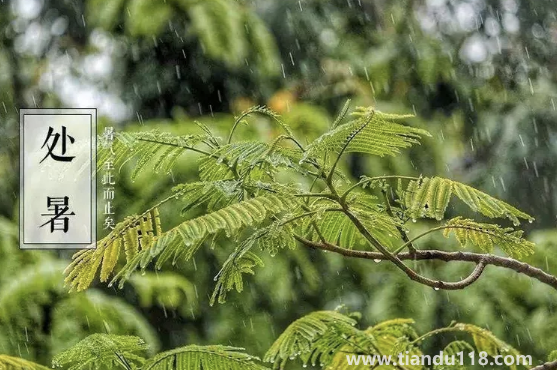 2022處暑之后天氣會(huì)涼快一些嗎(處暑吃什么食物養(yǎng)生)(圖2) 2022處暑之后天氣會(huì)涼快一些嗎2