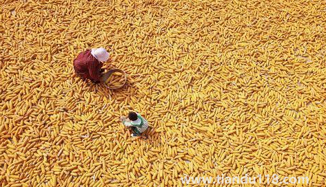 預言饑荒馬上要來了真的假的1