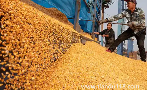 預言饑荒馬上要來了真的假的3