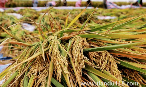 預言饑荒馬上要來了真的假的2