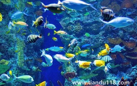 去海洋館穿藍色衣服好不好看（去海洋館衣服怎么穿）