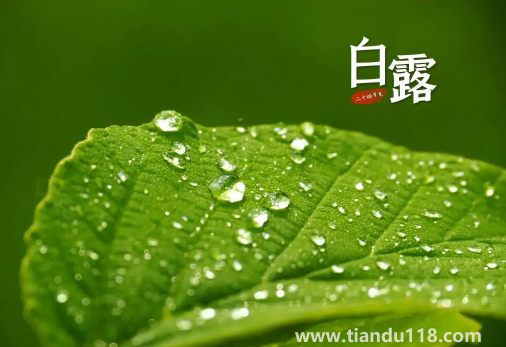 2022年白露在什么時(shí)間幾點(diǎn)幾分幾秒鐘(白露怎么養(yǎng)生)(圖2) 2022年白露在什么時(shí)間幾點(diǎn)幾分幾秒鐘2