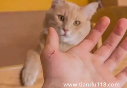 被貓抓了一下輕微破皮要打針嗎(被貓抓傷多少天過危險(xiǎn)期)(圖2) 被貓抓了一下輕微破皮要打針嗎2