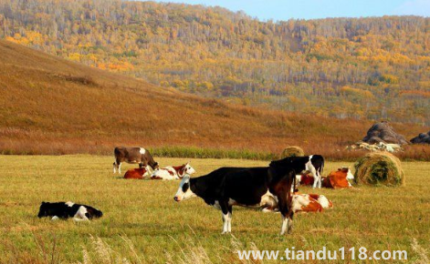 漠河九月份有極光嗎(九月份適不適合去漠河玩)(圖1) 漠河九月份有極光嗎1