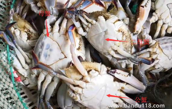 梭子蟹二母蟹和母蟹哪個好吃2