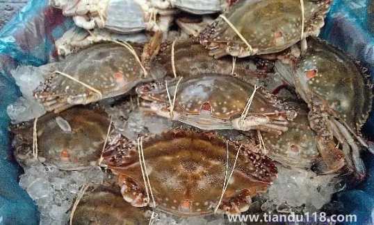 今天買的梭子蟹明天吃怎么辦3