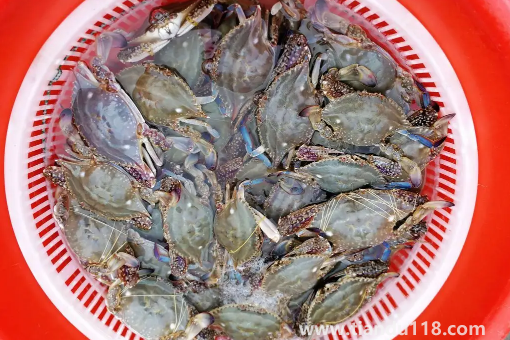 昨天買(mǎi)的梭子蟹今天不動(dòng)了能吃嗎2