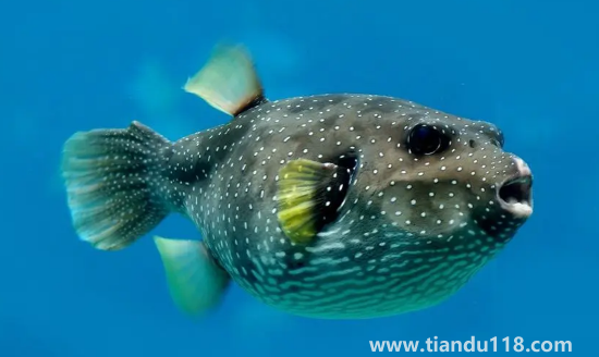 河豚哪里有毒最多最強(qiáng)(河豚有毒為什么還吃)(圖3) 河豚哪里有毒最多最強(qiáng)3