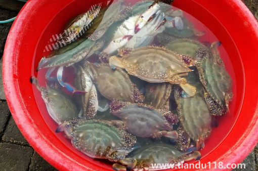 網(wǎng)上買梭子蟹為什么都是冷凍的3