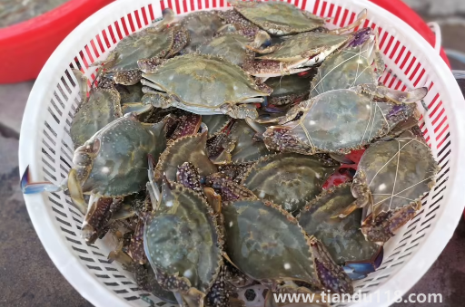 網(wǎng)上買梭子蟹為什么都是冷凍的2