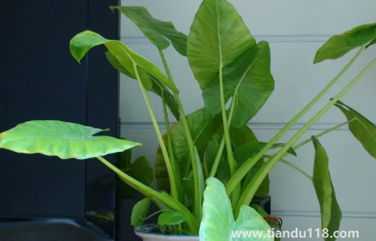 客廳養(yǎng)滴水觀音好不好(滴水觀音真的有毒嗎)(圖2) 客廳養(yǎng)滴水觀音好不好2