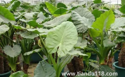 家里養(yǎng)滴水觀音吉祥嗎1