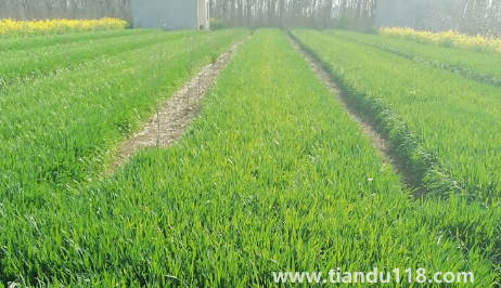 小麥?zhǔn)撬抵胺N還是之后(霜降種麥的相關(guān)說法有哪些)(圖3) 小麥?zhǔn)撬抵胺N還是之后3