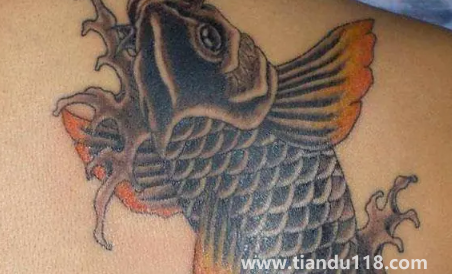 鯉魚可以隨便紋嗎(紋鯉魚哪些是要注意的)(圖2) 鯉魚可以隨便紋嗎2