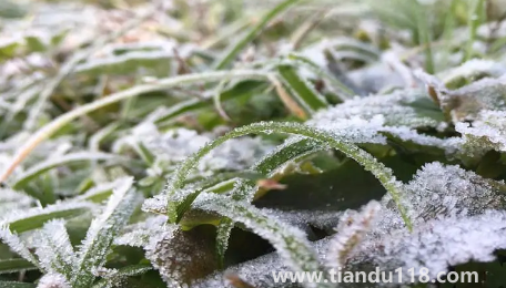2022年霜凍會(huì)早來(lái)還是晚來(lái)（霜凍和霜降有啥不一樣）