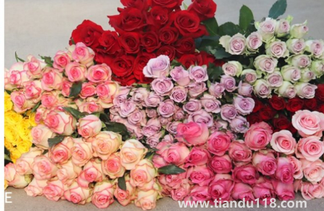 網上買的鮮花醒花后需要再剪根部嗎(網上買花到了先不醒花可以嗎)(圖2) 網上買的鮮花醒花后需要再剪根部嗎2