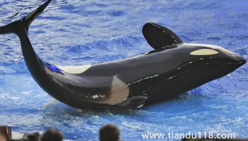 虎鯨15歲智商真的假的(虎鯨和鯨魚的區(qū)別)(圖2) 虎鯨15歲智商真的假的2