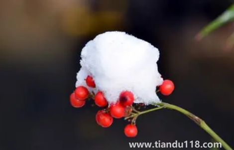 2022小雪這天下雪好還是晴天好(小雪天氣好壞有說(shuō)法嗎)(圖1) 2022小雪這天下雪好還是晴天好1