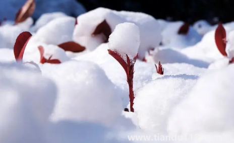 2022小雪這天下雪好還是晴天好(小雪天氣好壞有說(shuō)法嗎)(圖2) 2022小雪這天下雪好還是晴天好2