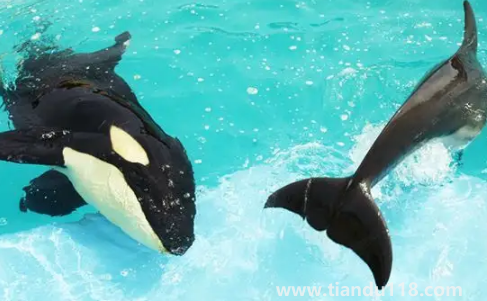 虎鯨現在全世界還剩幾只(中國海域有虎鯨嗎)(圖2) 虎鯨現在全世界還剩幾只2