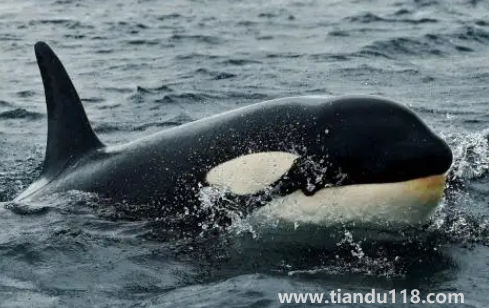虎鯨現在全世界還剩幾只(中國海域有虎鯨嗎)(圖3) 虎鯨現在全世界還剩幾只3