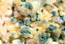 細(xì)菌菌落和真菌菌落的區(qū)別是什么 細(xì)菌菌落和真菌菌落怎么分辨