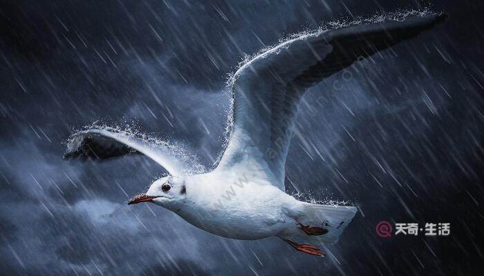 雷雨一課是按照什么的順序來(lái)寫的