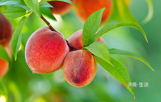 徐州有哪些特產(chǎn) 江蘇徐州特產(chǎn)(圖4) 徐州有哪些特產(chǎn)